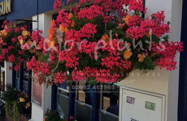 Major Plants Ltd - Hanging Basket Services - London - UK - Image 168