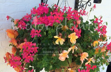 Major Plants Ltd - Hanging Basket Services - London - UK - Image 169