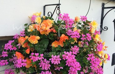 Major Plants Ltd - Hanging Basket Services - London - UK - Image 170