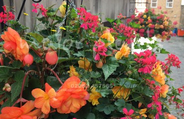 Major Plants Ltd - Hanging Basket Services - London - UK - Image 171