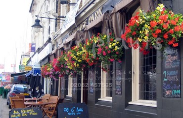 Major Plants Ltd - Hanging Basket Services - London - UK - Image 175