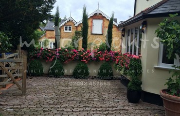 Major Plants Ltd - Hanging Basket Services - London - UK - Image 177