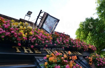 Major Plants Ltd - Hanging Basket Services - London - UK - Image 188